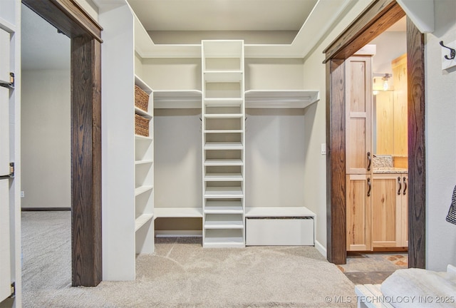 walk in closet featuring carpet flooring