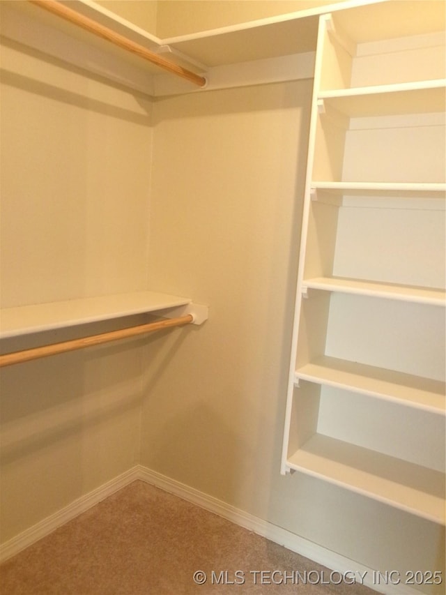 walk in closet with carpet flooring