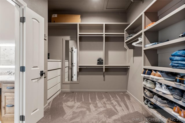 spacious closet featuring carpet