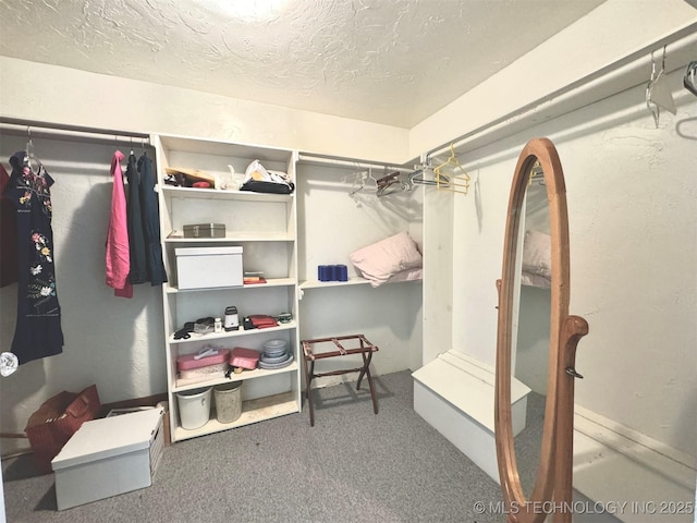 spacious closet featuring carpet