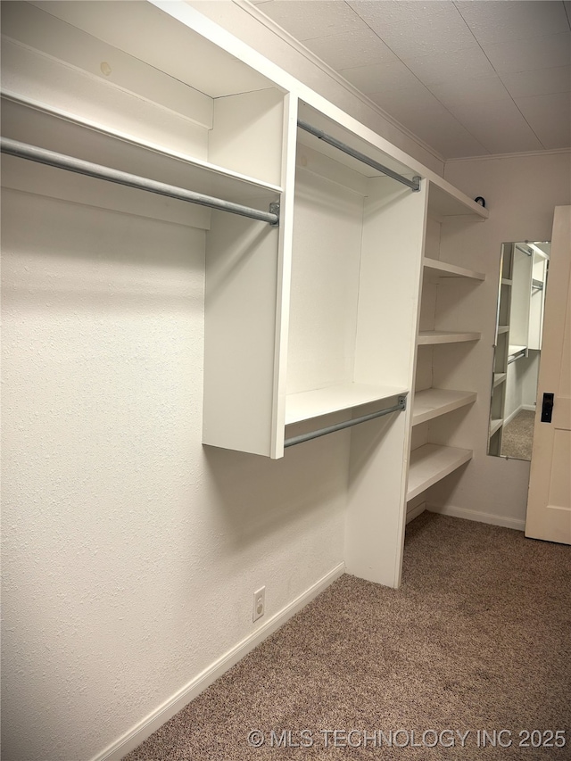 spacious closet featuring carpet