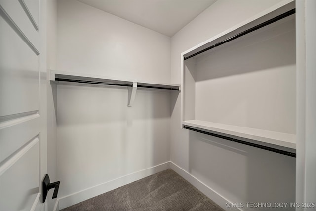 walk in closet featuring carpet floors