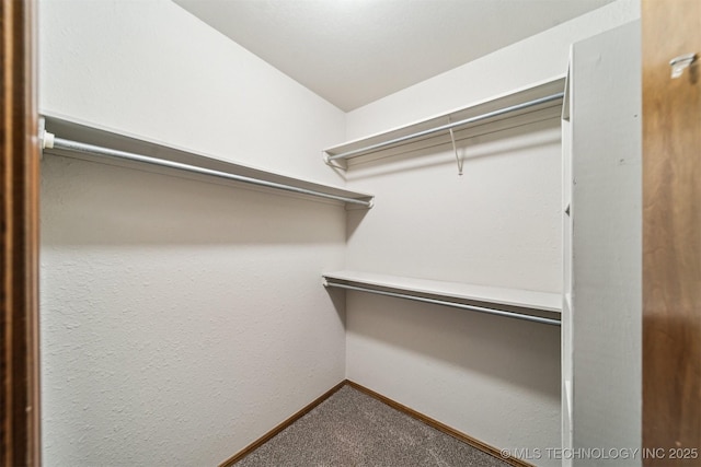 walk in closet featuring carpet floors