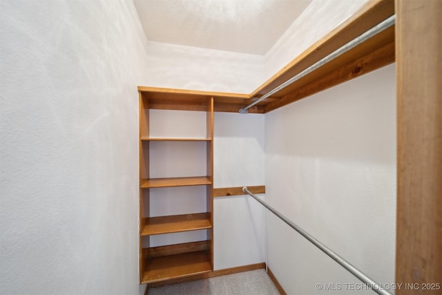 walk in closet with carpet floors