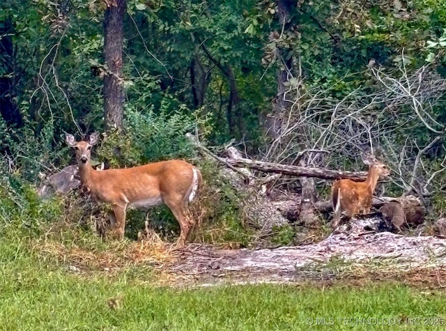 view of local wilderness