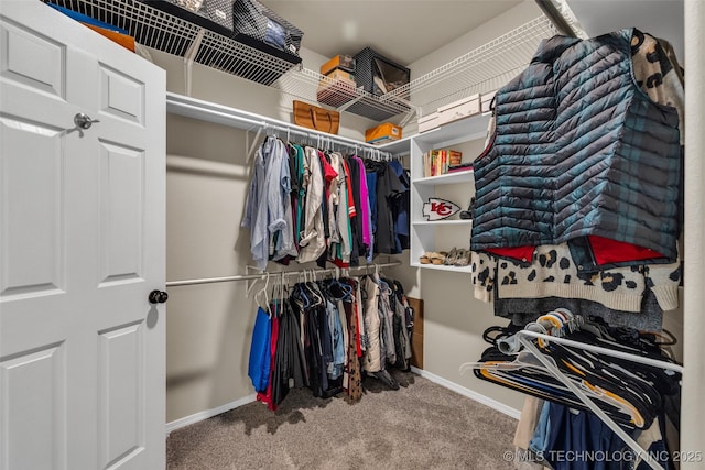 spacious closet featuring carpet flooring