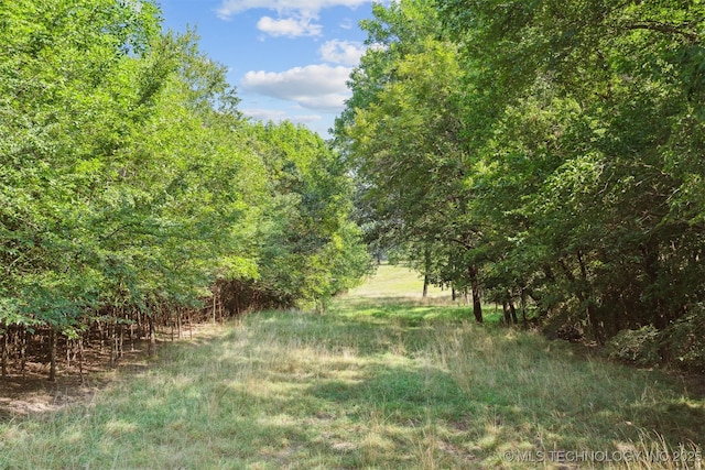 view of local wilderness