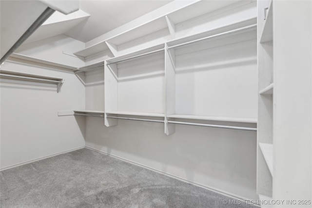 walk in closet featuring carpet flooring