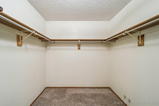 walk in closet featuring carpet flooring