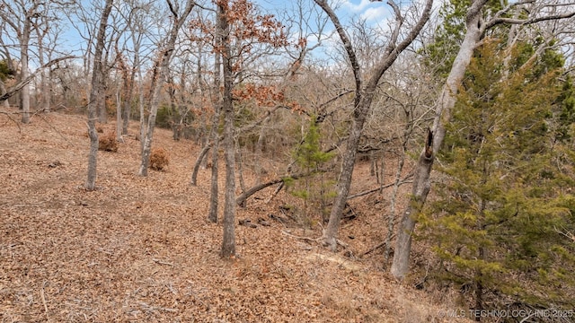 view of local wilderness