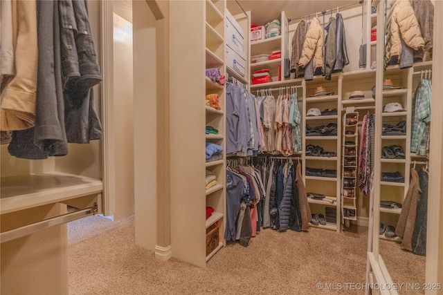 spacious closet featuring carpet