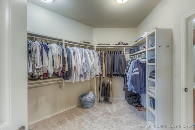 walk in closet featuring carpet flooring