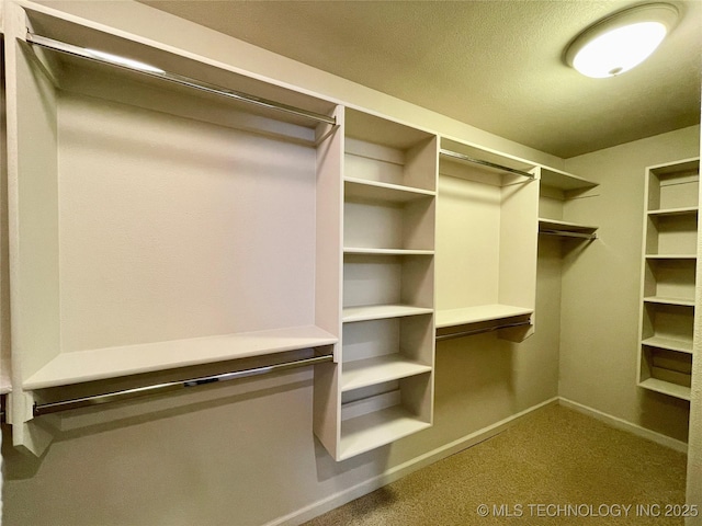 walk in closet with carpet floors