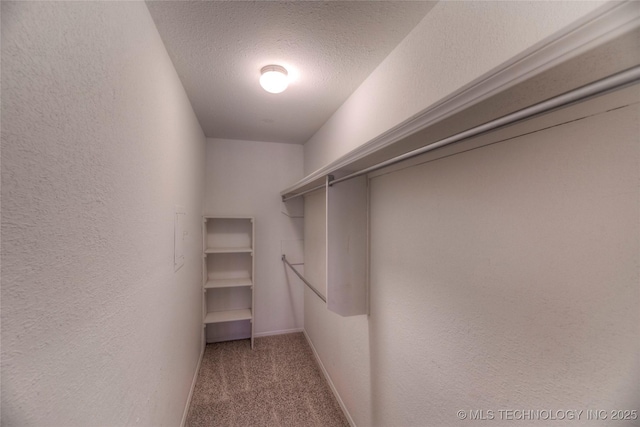 spacious closet featuring carpet