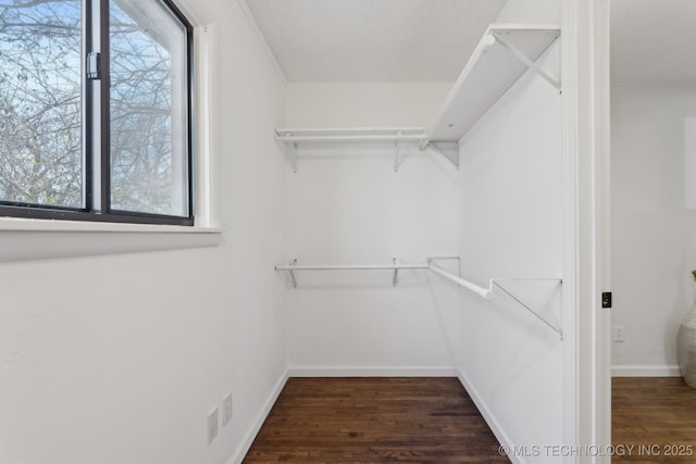 spacious closet featuring dark wood-style flooring