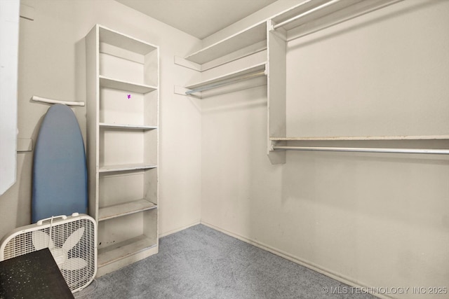 spacious closet featuring carpet flooring