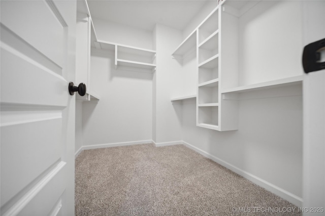 walk in closet with carpet floors