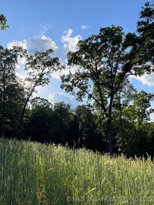 view of local wilderness