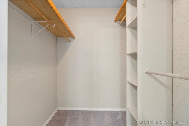 spacious closet featuring carpet