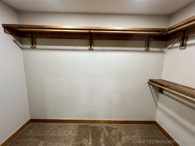 walk in closet featuring carpet flooring