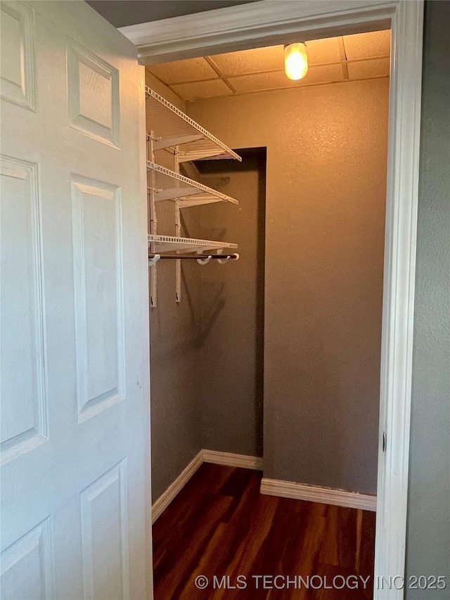 walk in closet with dark wood-style floors and a paneled ceiling