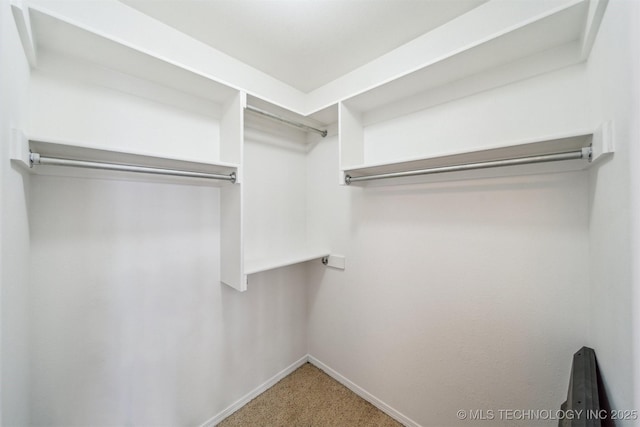 walk in closet with carpet floors