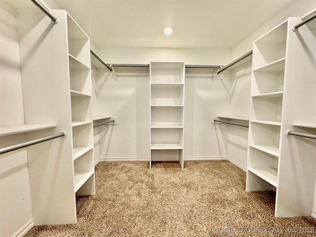 walk in closet featuring carpet