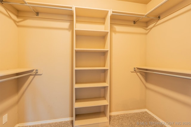 spacious closet featuring carpet flooring