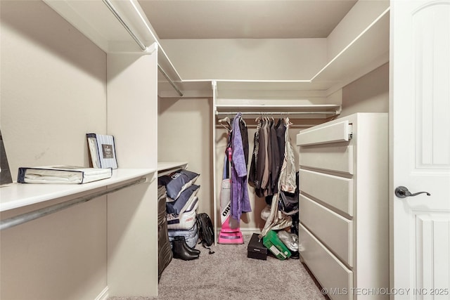 spacious closet with carpet