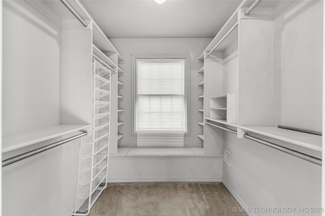 spacious closet featuring carpet floors