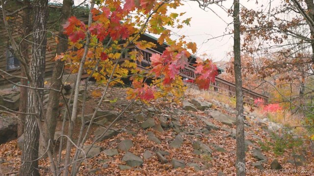 view of local wilderness