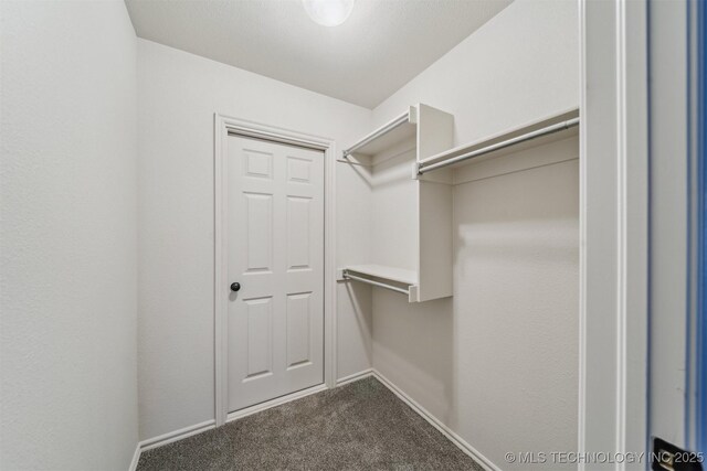 spacious closet featuring carpet