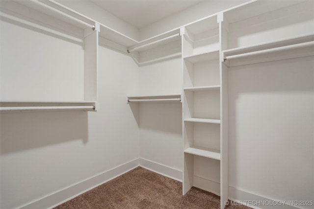 spacious closet featuring carpet flooring
