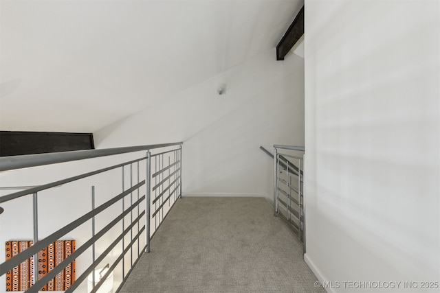 walk in closet featuring carpet and beam ceiling