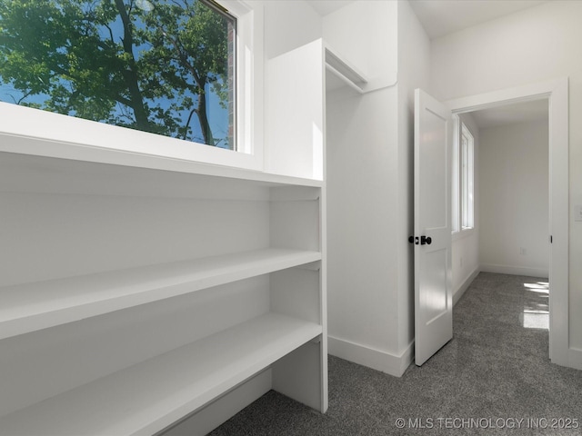 walk in closet with carpet
