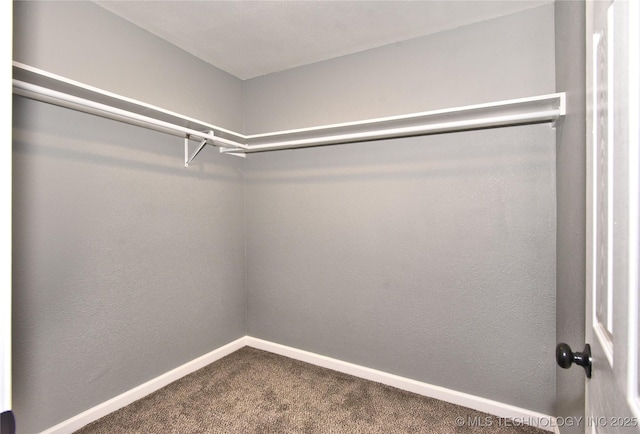 spacious closet featuring carpet floors