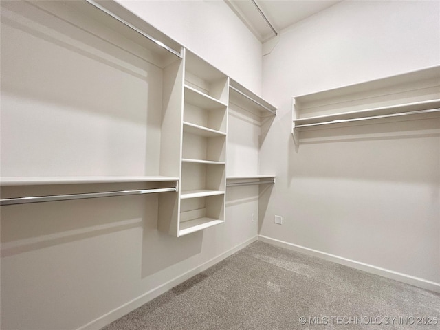 walk in closet featuring carpet floors