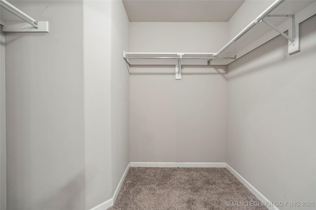 spacious closet featuring carpet