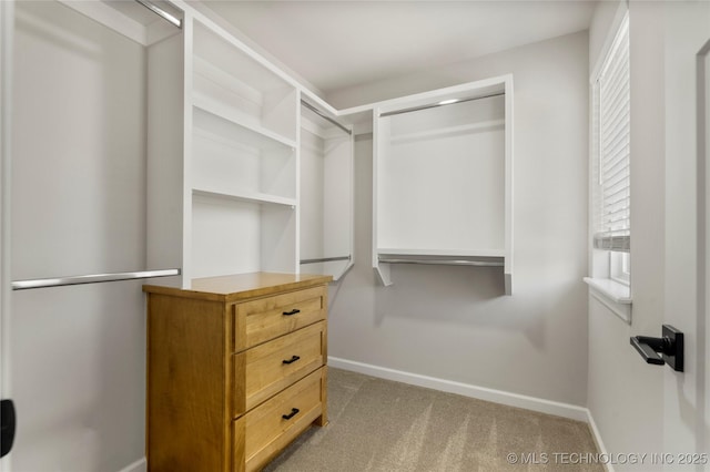 spacious closet featuring carpet flooring