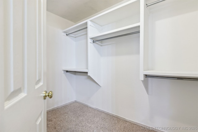spacious closet featuring carpet floors