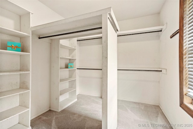 spacious closet featuring carpet