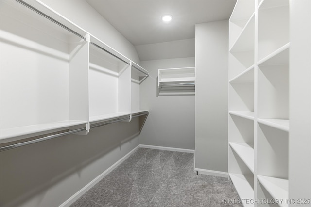 walk in closet with carpet floors