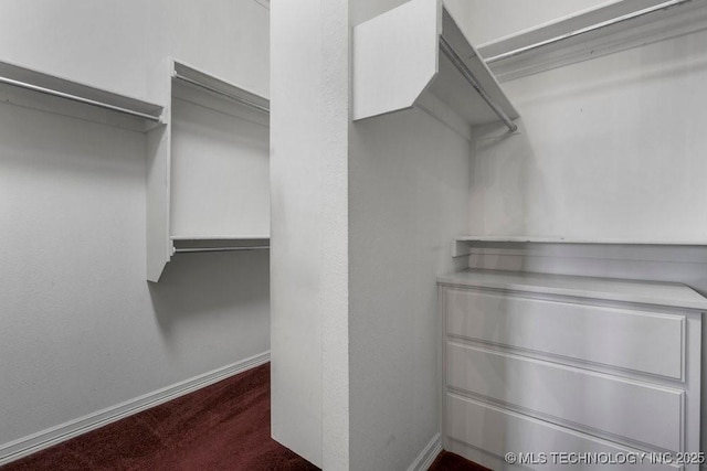 spacious closet featuring carpet
