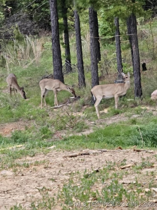3819 129th Rd, Panola, OK 74559 - view of nature