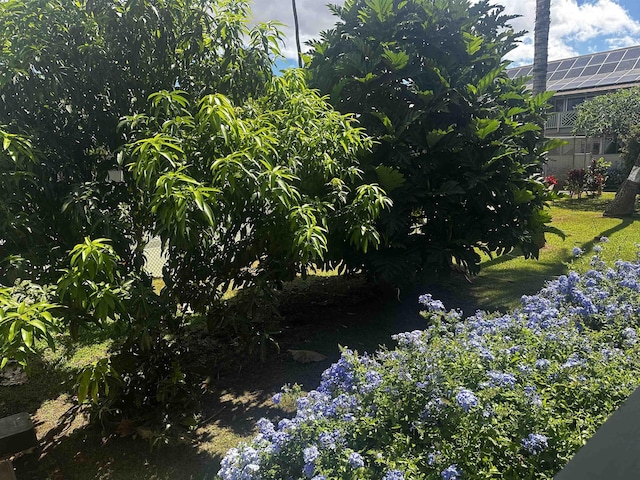 715 S Kihei Rd Unit D143, Kihei, HI 96753 - view of yard