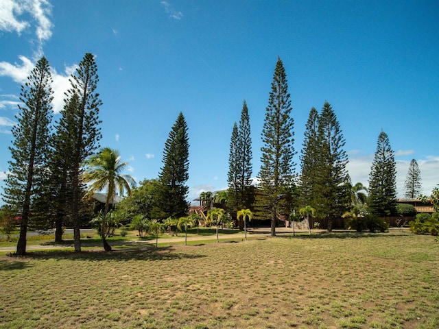 view of community with a yard