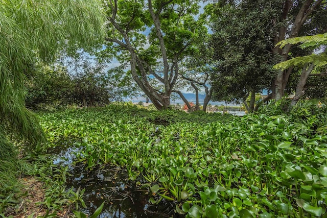 1195 Omaopio Rd Unit A, Kula, HI 96790 - view of undeveloped land