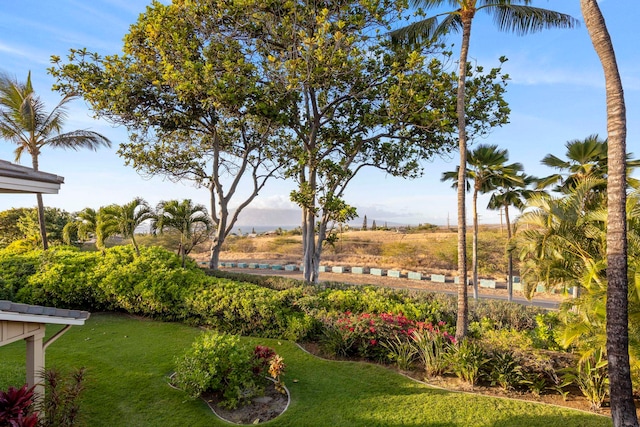 view of community with a lawn