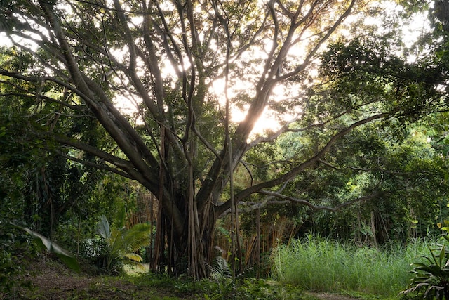 view of nature