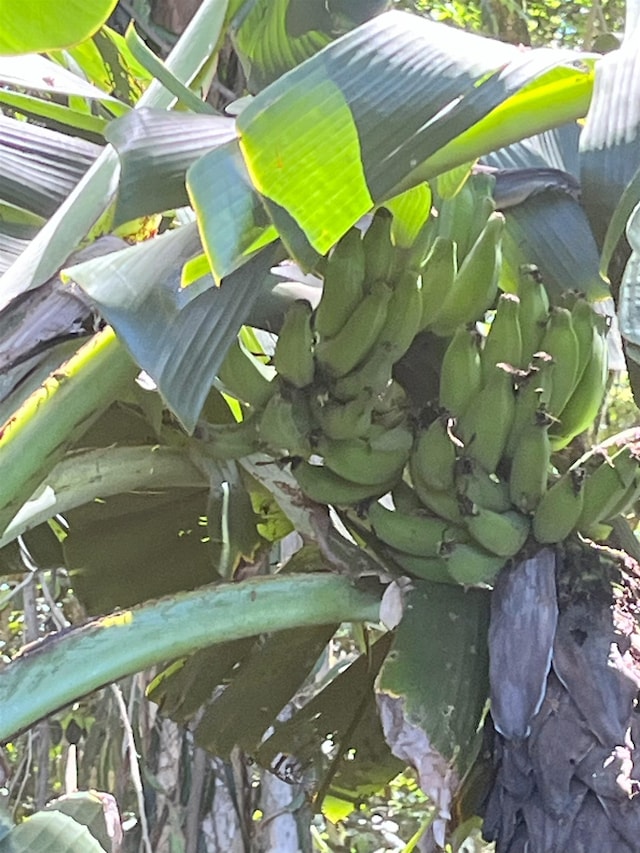 2762 Hana Hwy Unit Cpr B, Haiku, HI 96708